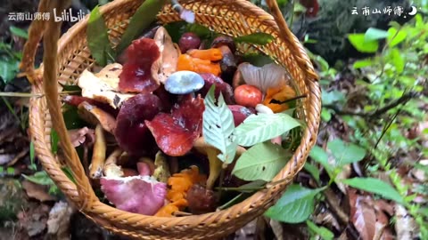 ASMR outdoor - Some really interesting mushrooms in Yunnan mountain #2