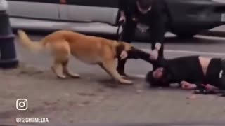 Migrant vs dog