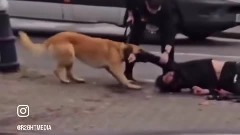 Migrant vs dog