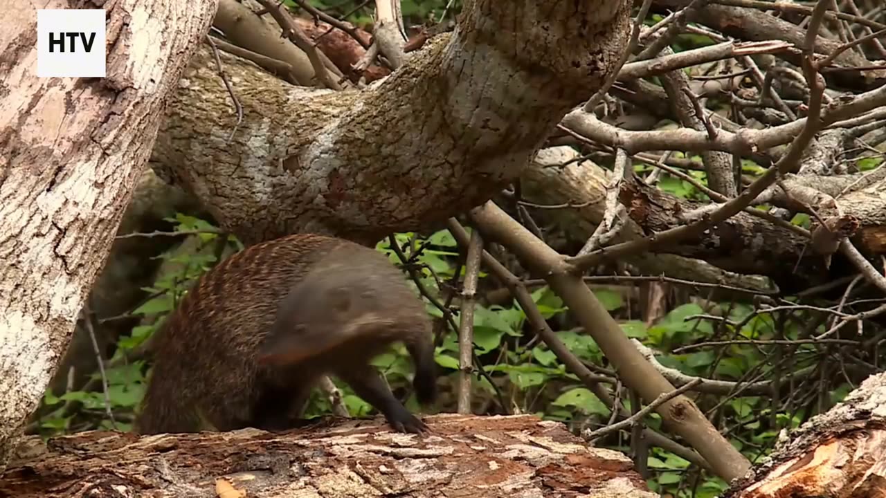 The Beauty of Earth in Motion