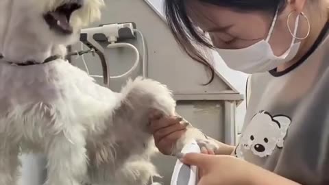 😂🐶 This Dog's Drama is TOO Good! | FunFM