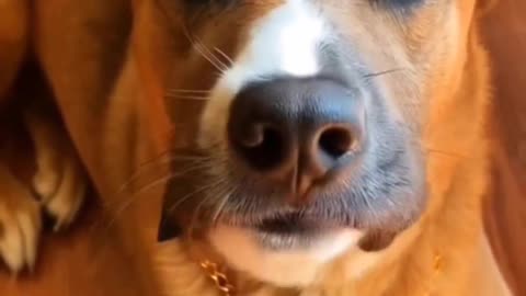 Proud Paws a service dog's journey