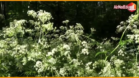 45 Benefits of ANISE or Pimpinella anisum leaves