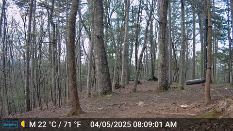 The Woods – 04/05/2025