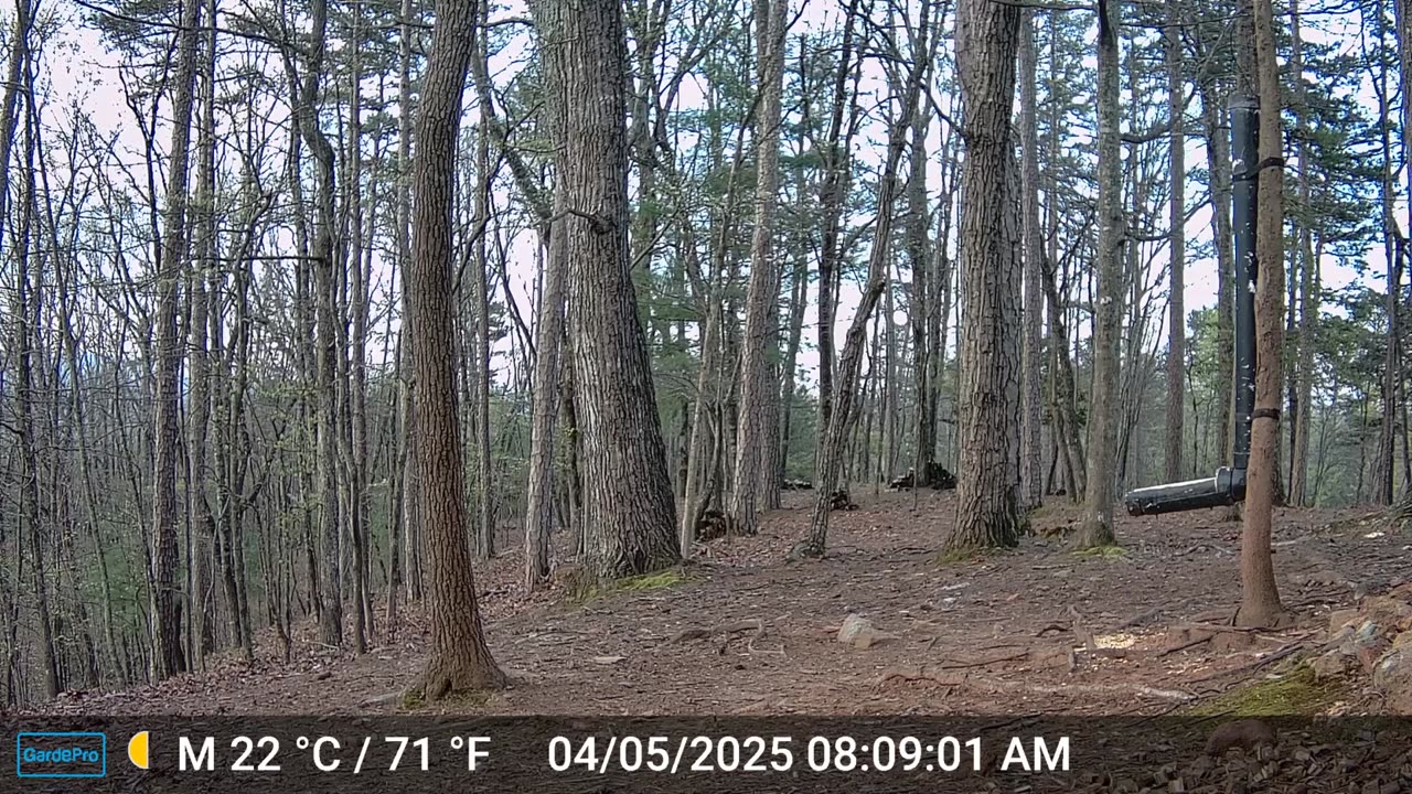 The Woods – 04/05/2025