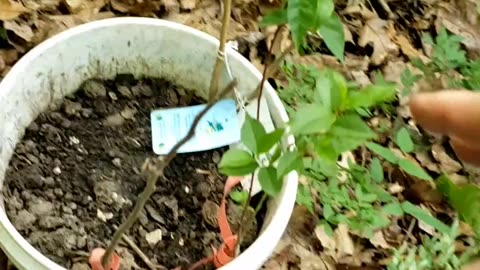 Free Trees