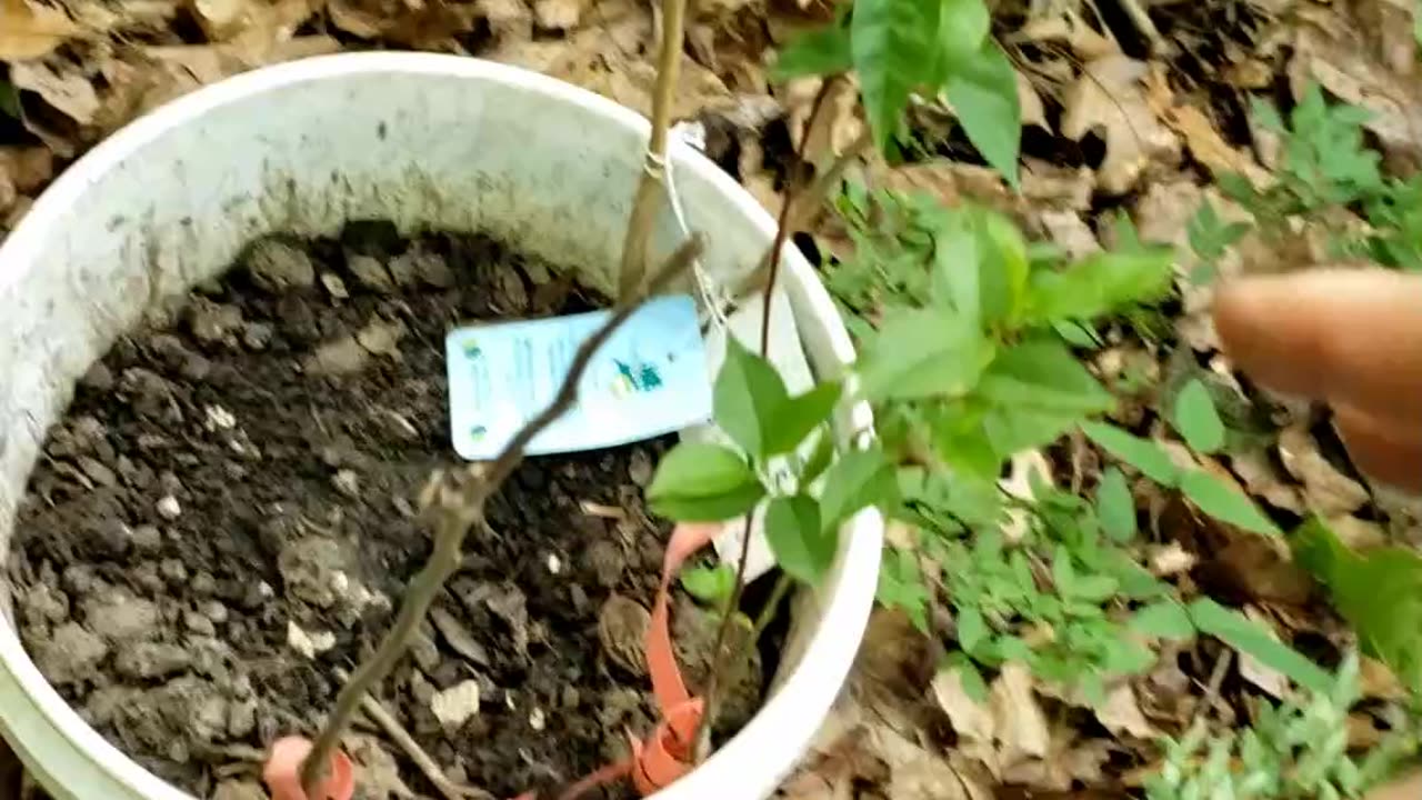 Free Trees