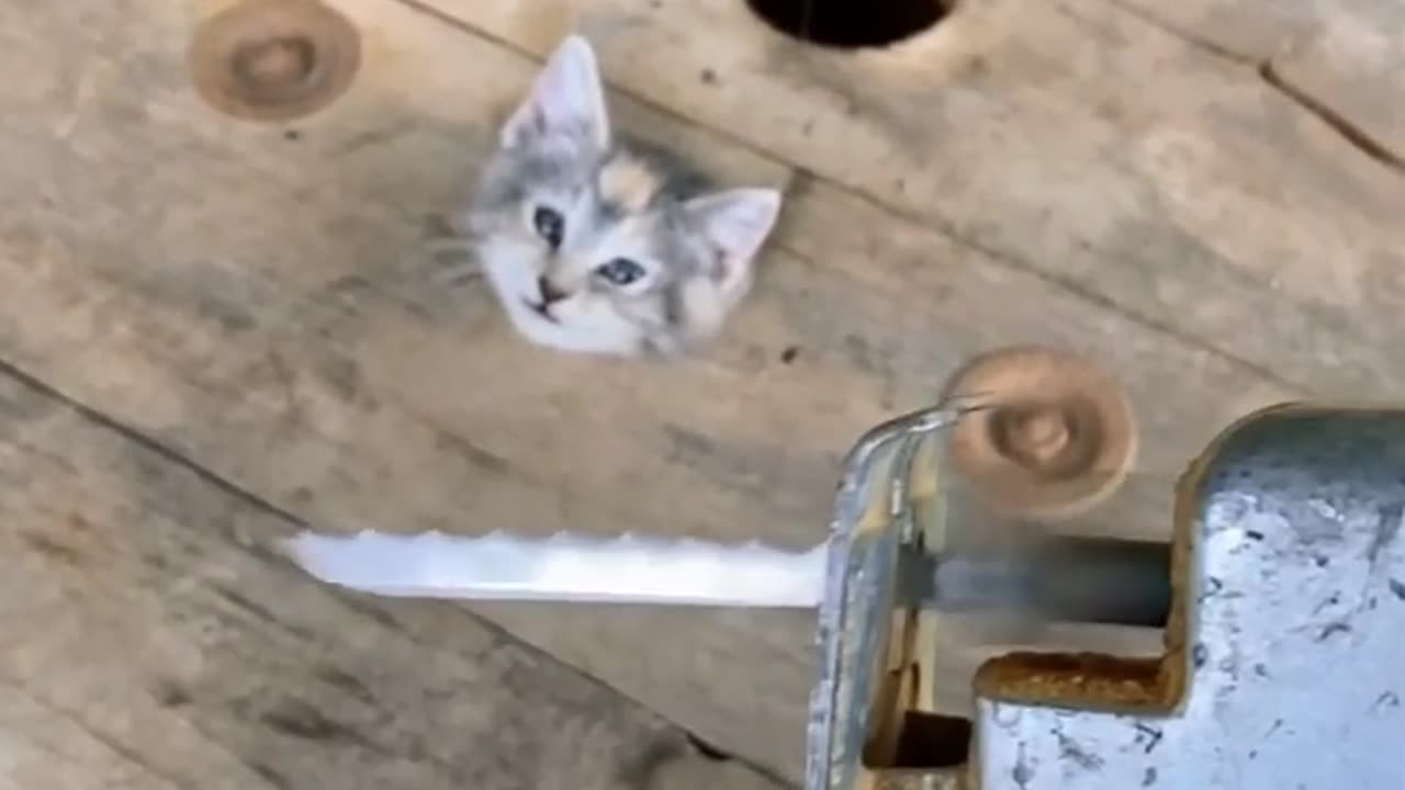 Bro Forgot that He is a Cat 🤣
