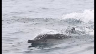 Dolphins riding in the wake 🐬