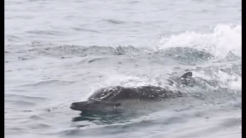 Dolphins riding in the wake 🐬