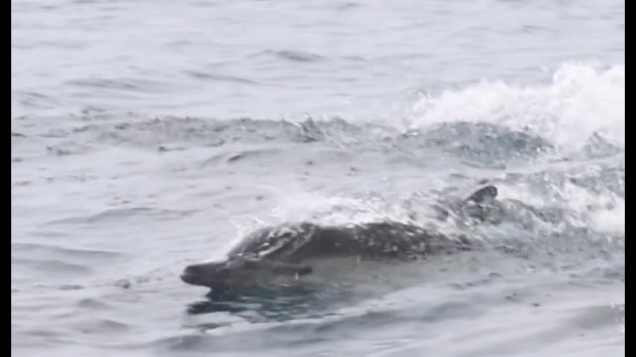 Dolphins riding in the wake 🐬