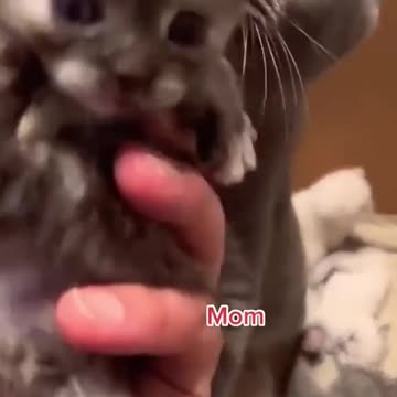 “🐾❤️ Heartwarming Cat Mom Moments – Absolutely Adorable!”
