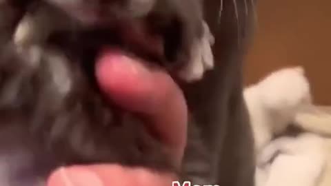 “🐾❤️ Heartwarming Cat Mom Moments – Absolutely Adorable!”