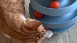 Interactive Tumbler Ball Toys For Cats