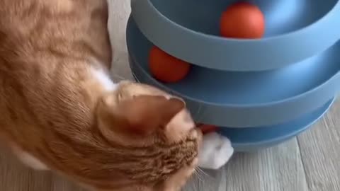 Interactive Tumbler Ball Toys For Cats