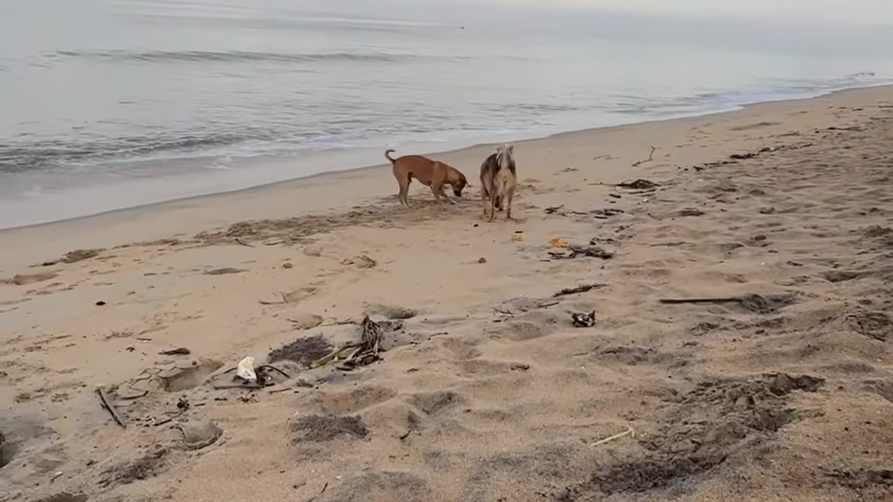Cute stray dog on beach