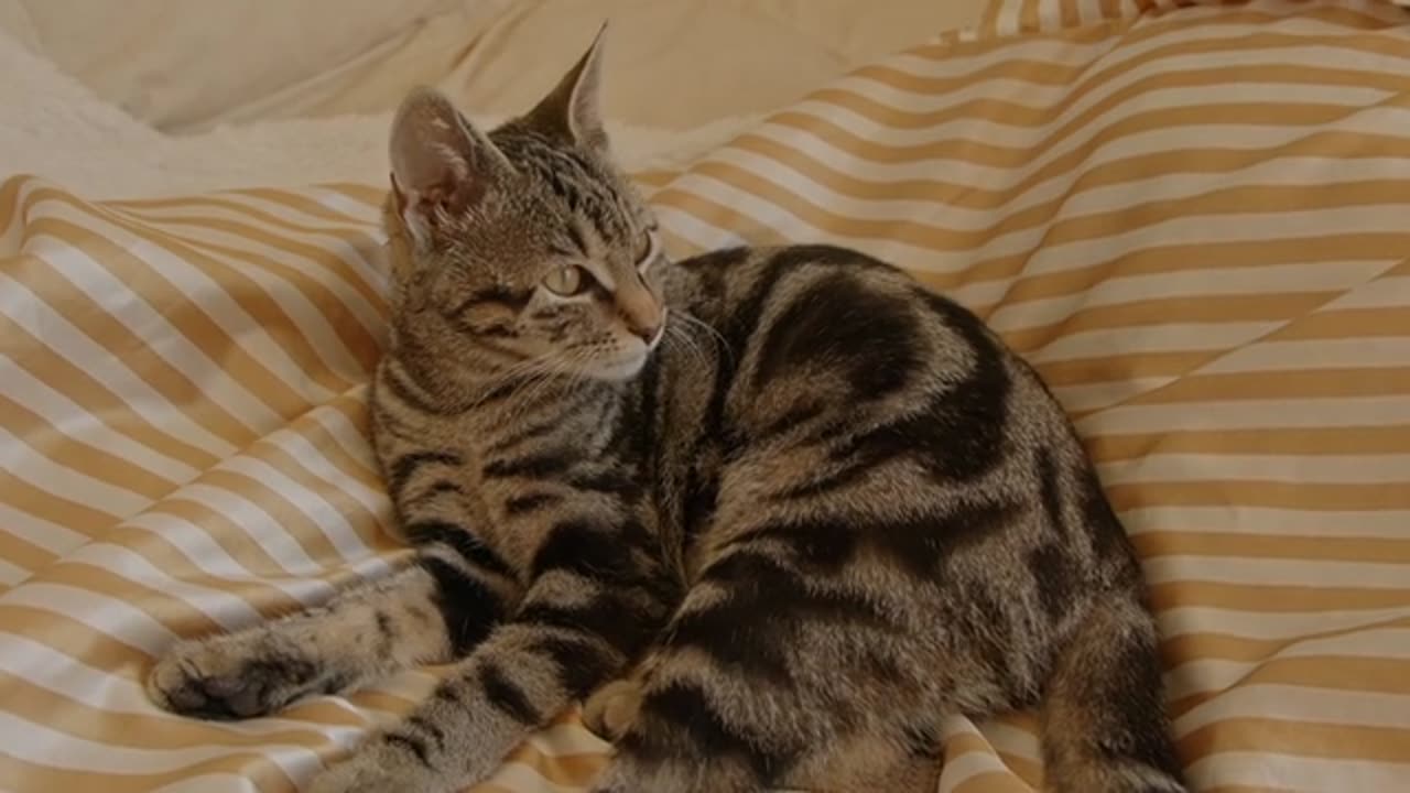 Cat Grooming Its Paw