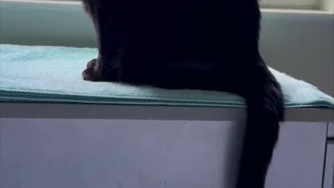 Cute Precious Piper is a Clock Turning into a Loaf - Adopting a Cat from a Shelter Vlog #shorts