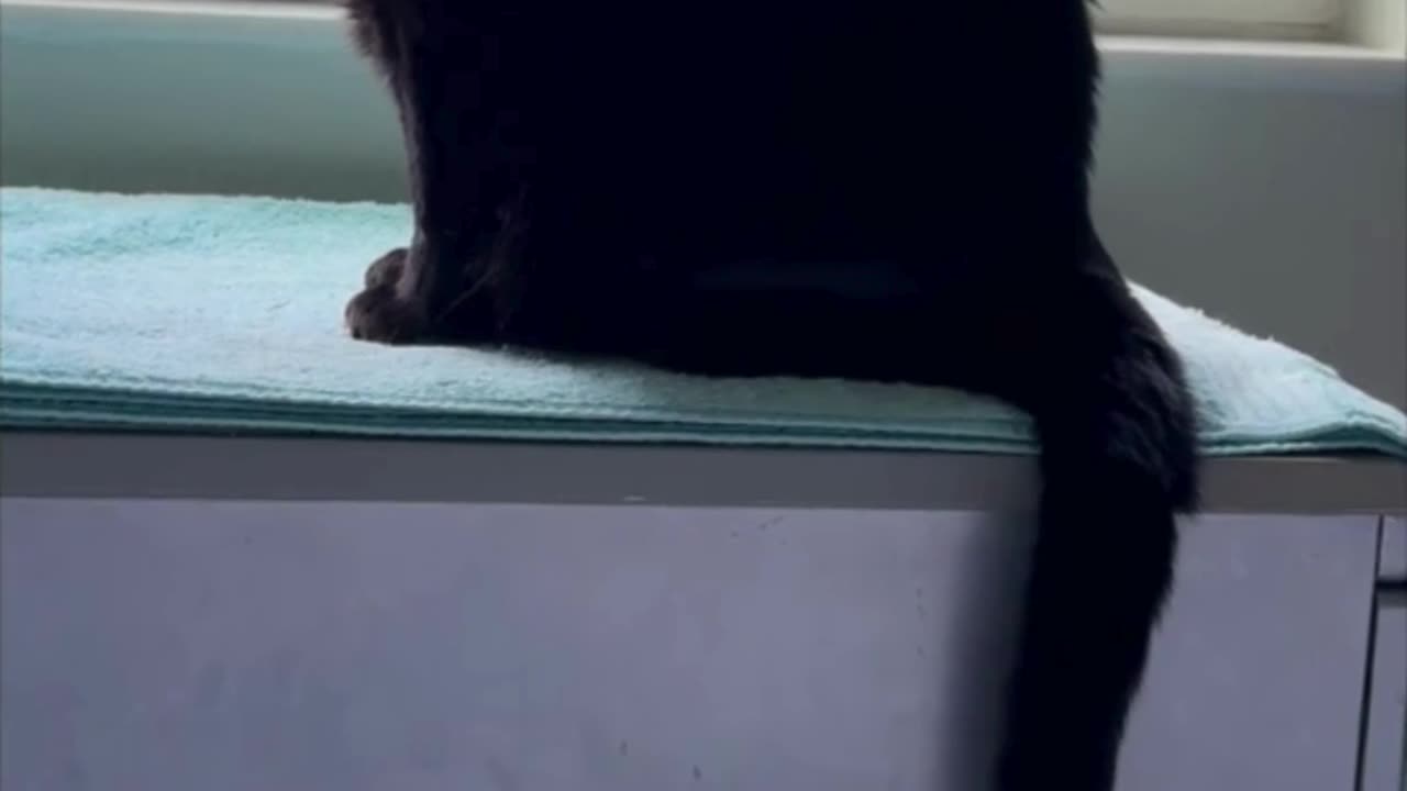 Cute Precious Piper is a Clock Turning into a Loaf - Adopting a Cat from a Shelter Vlog #shorts