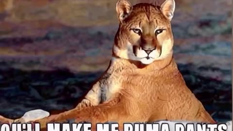 pic onca (22).mp4