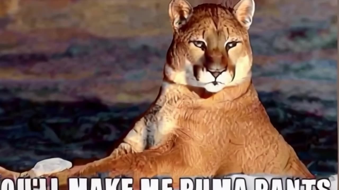 pic onca (22).mp4