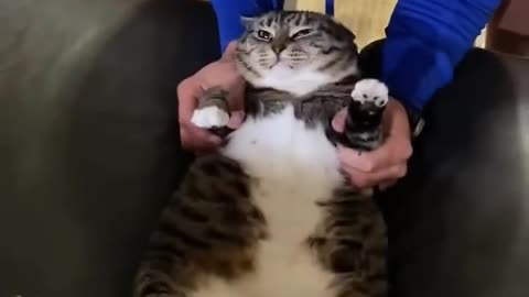 Fun with cat 🤣