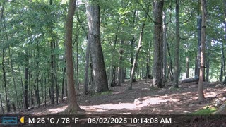 The Woods – 06/03/2025