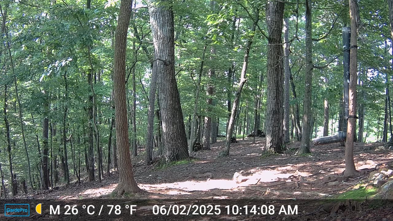The Woods – 06/03/2025