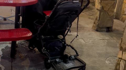 Gatlinburg Bear Eats Milkshake