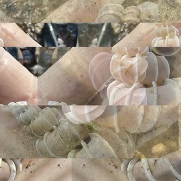 🎥 Rare shell from another world... who could have lived here?🐚✨