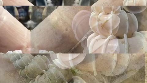 🎥 Rare shell from another world... who could have lived here?🐚✨