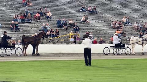 Tennessee Walking National Horse Celebration 2025, DashTv.net O_A Gentlemen