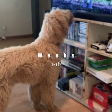 Golden Doodle’s hair progress