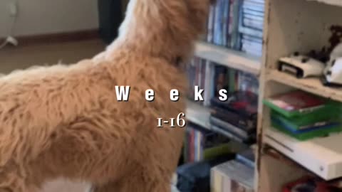 Golden Doodle’s hair progress