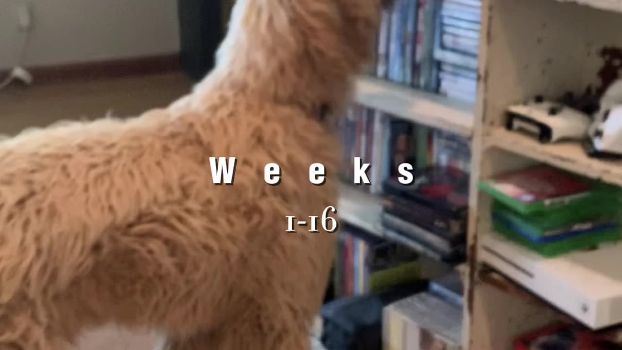 Golden Doodle’s hair progress