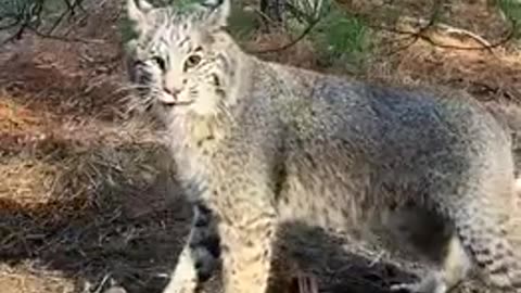 Baby bobcat asks human for help