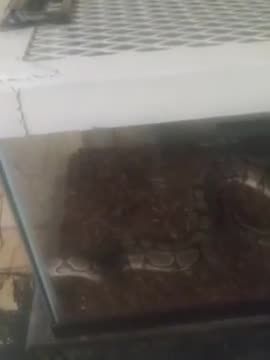 Crowley after feeding