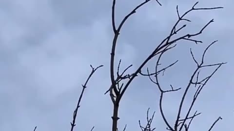 🚁🔥 Ukraine Russia War | Anti-Aircraft Drone Downs Shahed/Gerbera UAV | RCF