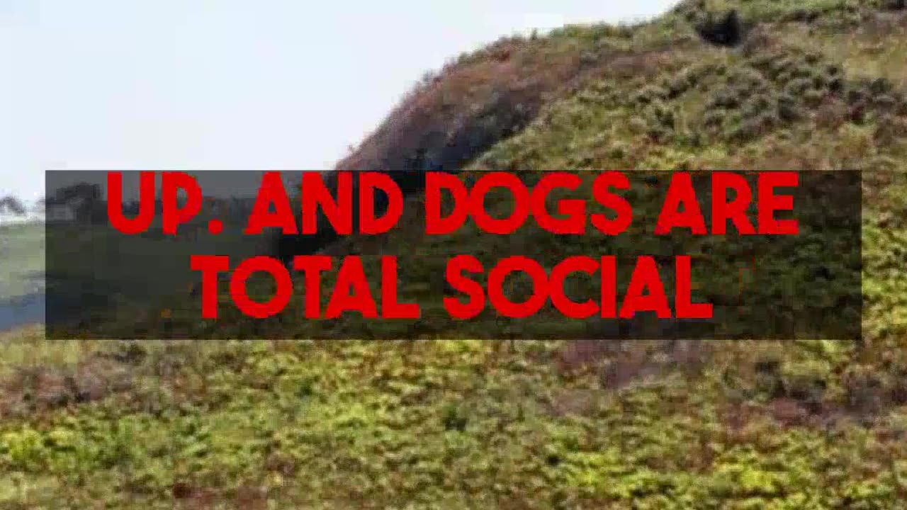 How Owning a Dog Connects With Managing Depression Symptoms