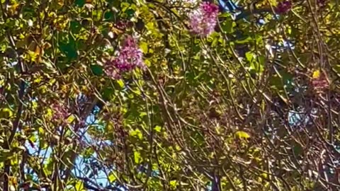 Lilac Blooms in October???