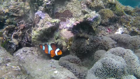Snorkling at Tanjung Benoa, Bali Indonesia