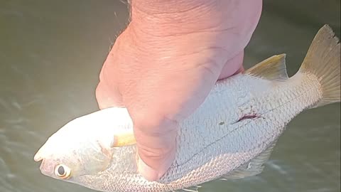 Spot fish