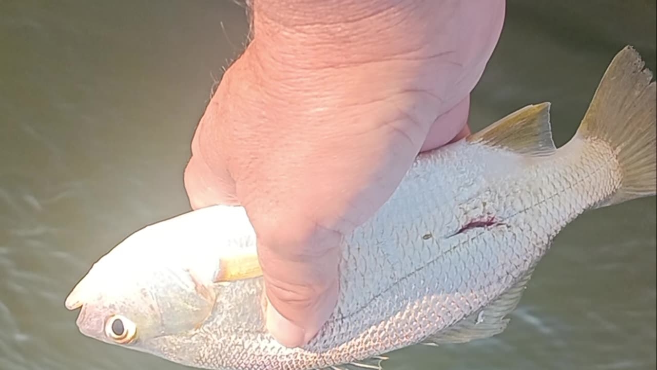 Spot fish