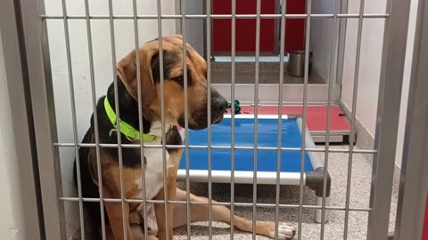 Romeo 1y A859363 kennel 186 PACC shelter just love his youthful chewing-playing with rope20250723913