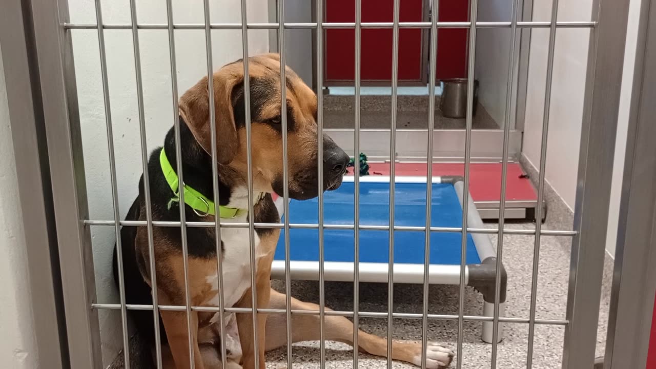 Romeo 1y A859363 kennel 186 PACC shelter just love his youthful chewing-playing with rope20250723913