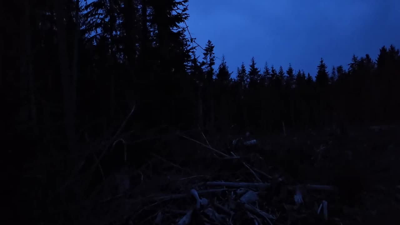 Frogees