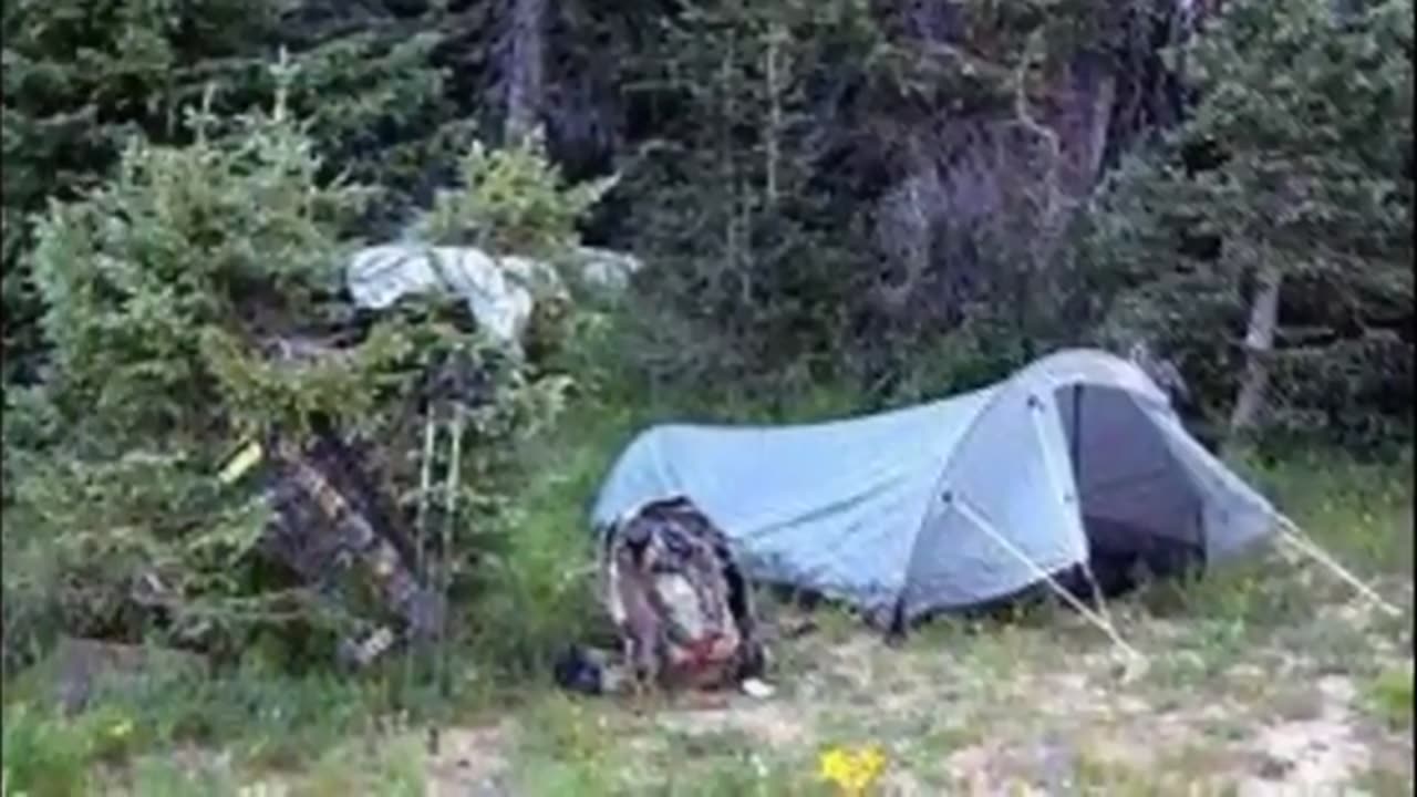 "Celebrities Killed by Wild Animals – Shocking Truths!"