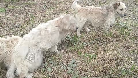 Little dogs in the nature