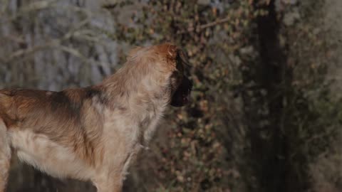 Cute Animal Ep218