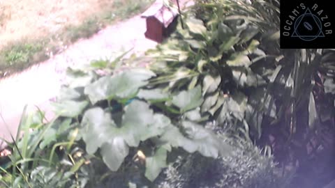 Butch the Sunflower